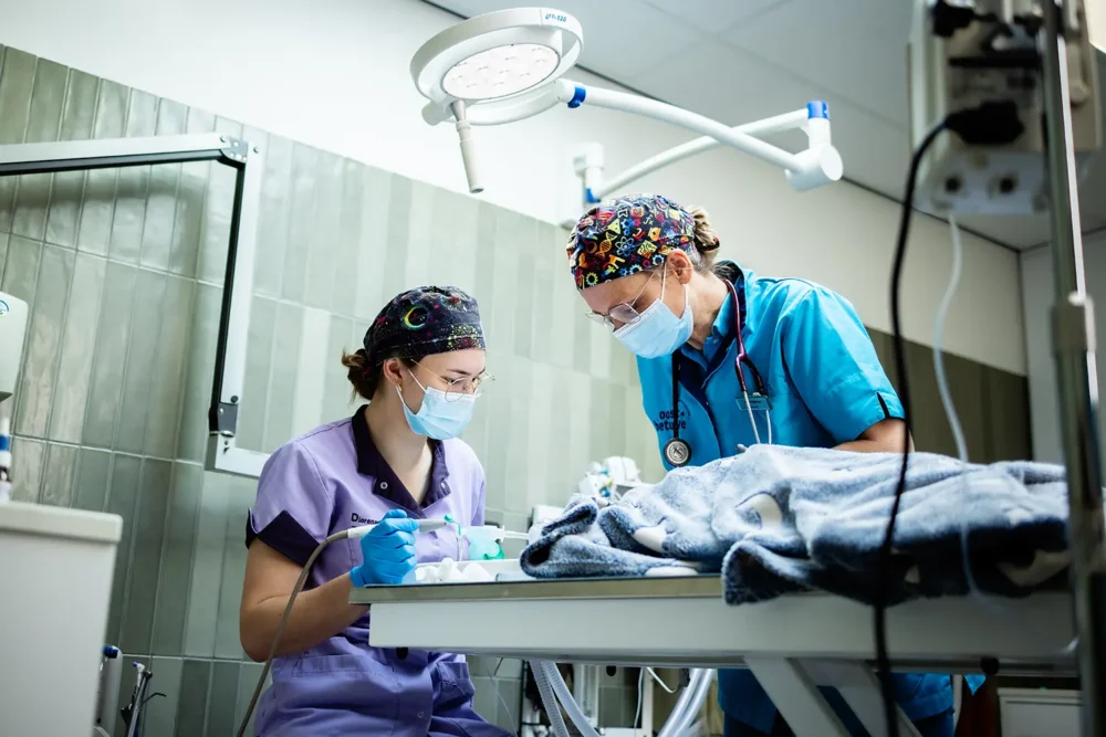 Bedrijfsfotografie Dactari - Dierenkliniek Oost-Betuwe Bedrijfsfotograaf Jurriaan Huting Nijmegen